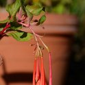 Fuchsia fulgens var. rubra grandiflora